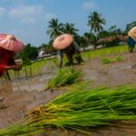 Ilustrasi petani menanam padi di lahan persawahan Banten.