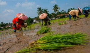 Ilustrasi petani menanam padi di lahan persawahan Banten.